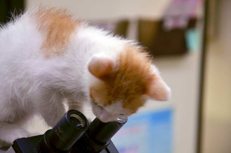A furry patient with one of our microscopes
